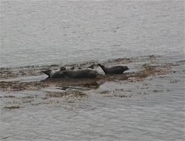 Seals in the Cromarty Firth near Ardullie